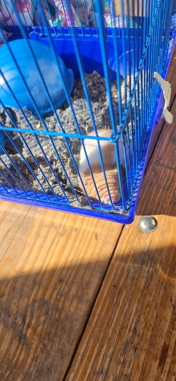 Hamster sírio  - Foto 4