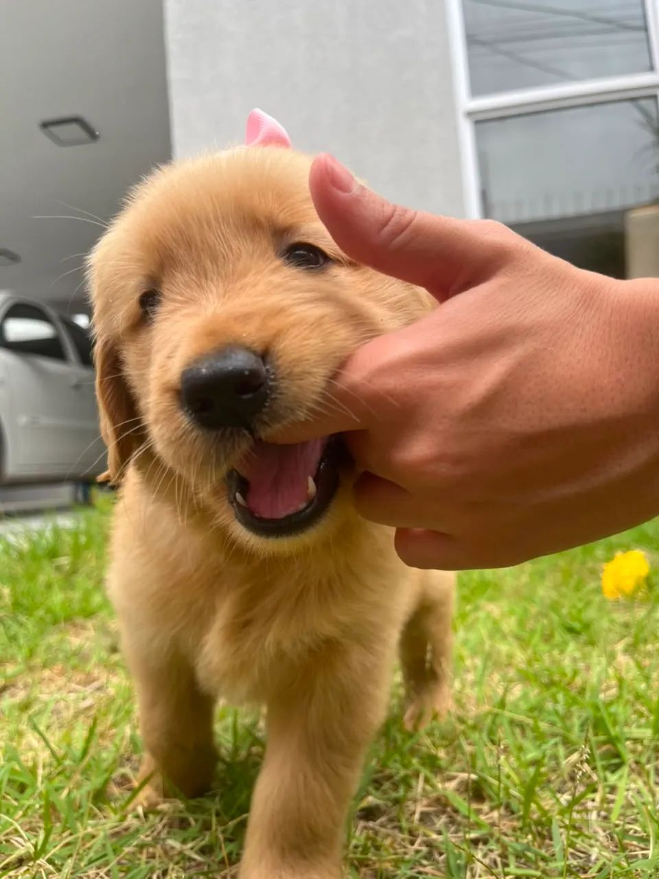 Cachorro  - Foto 3