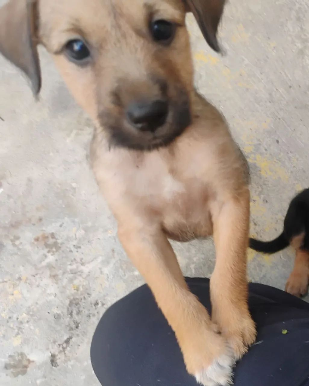 Filhote cão macho srd doação  - Foto 3