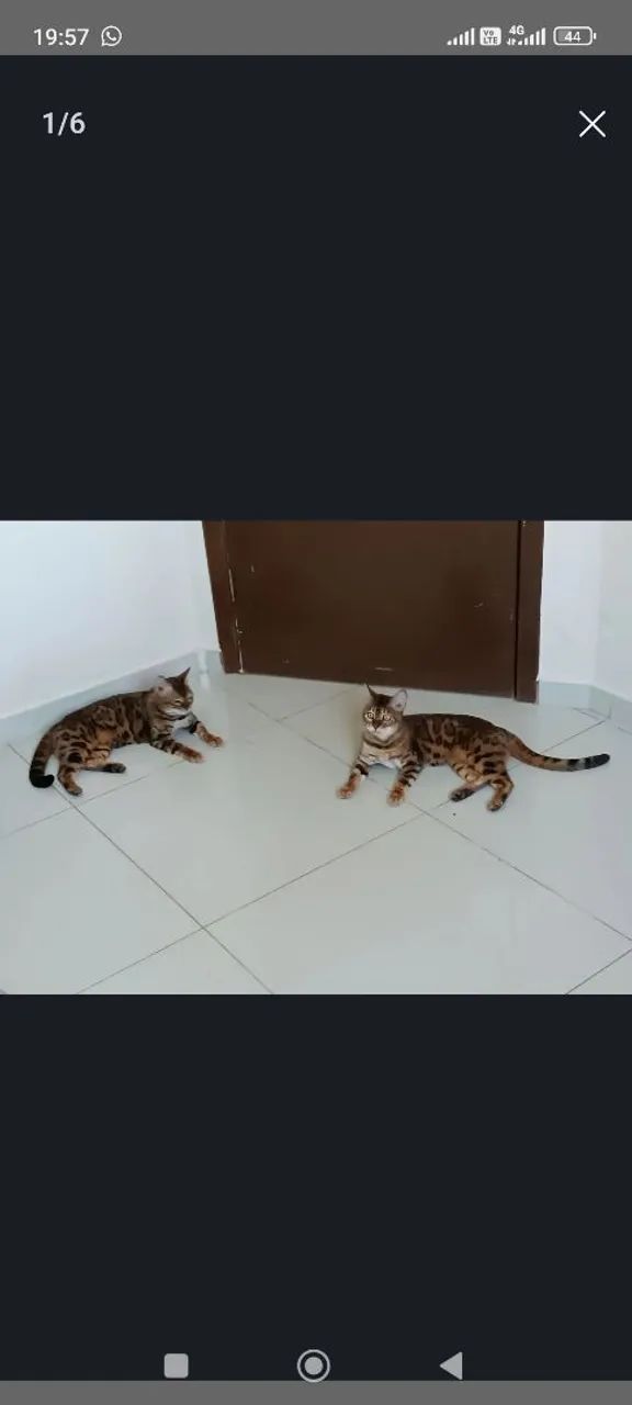 Gata Bengal - Foto 4