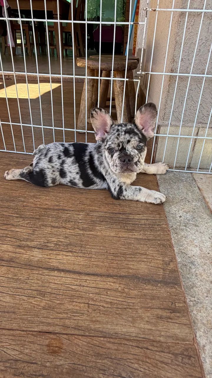 Buldogue Francês  - Foto 2