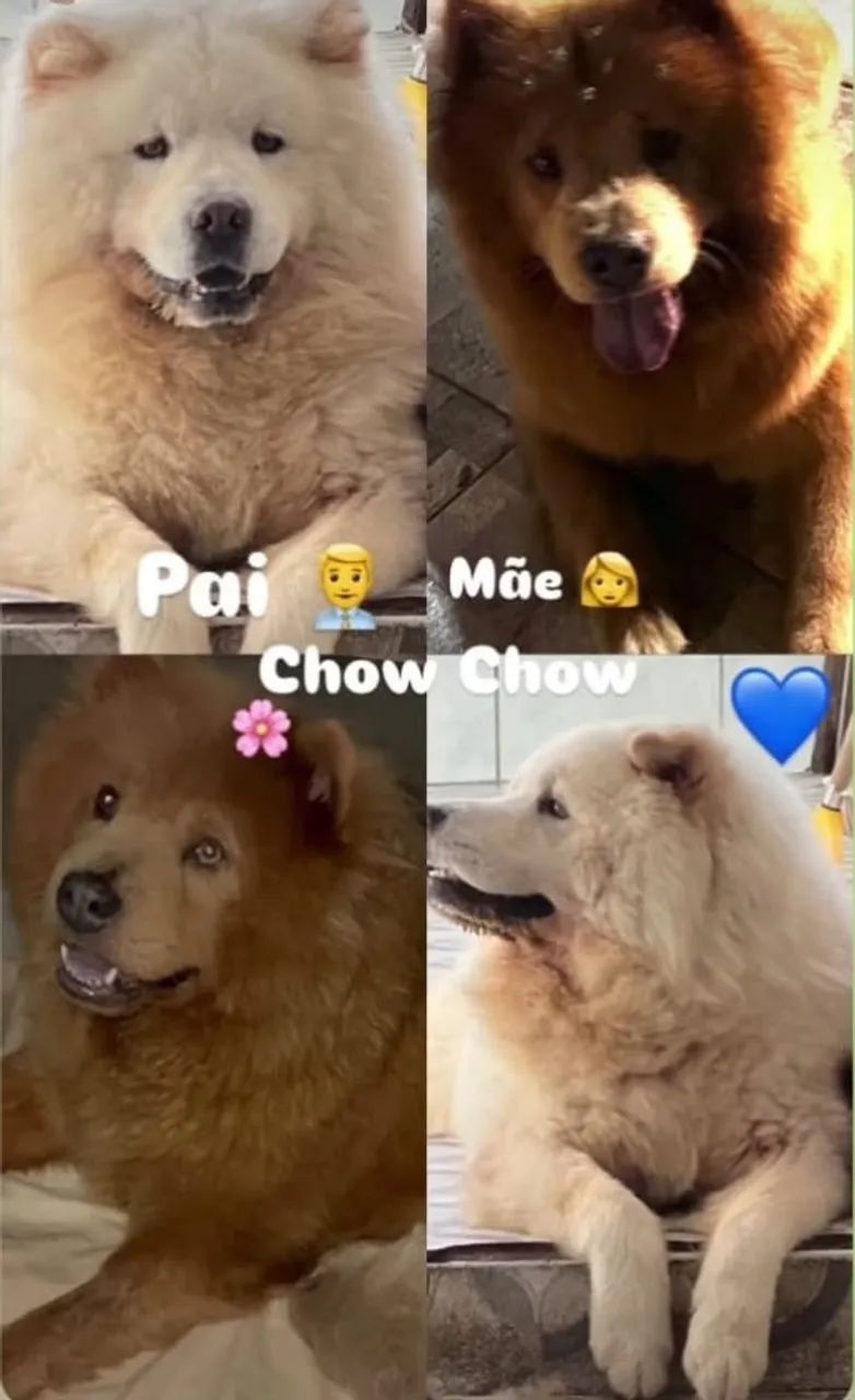 Chow chow  - Foto 5