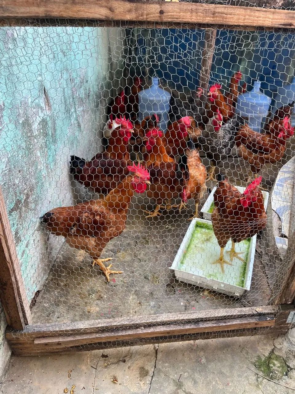 Galo e galinhas - Foto 5