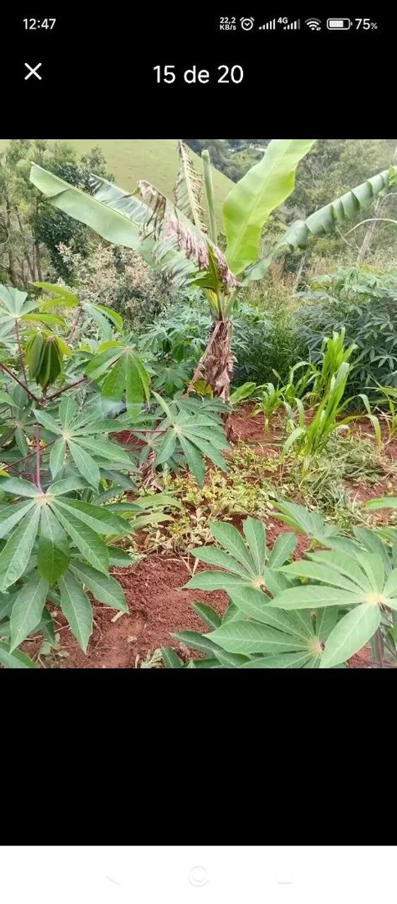 Vendo chacrinha divisa de igarata e jacarei ,local fechado estilo condomínio 6x45 250 mtr. - Foto 4