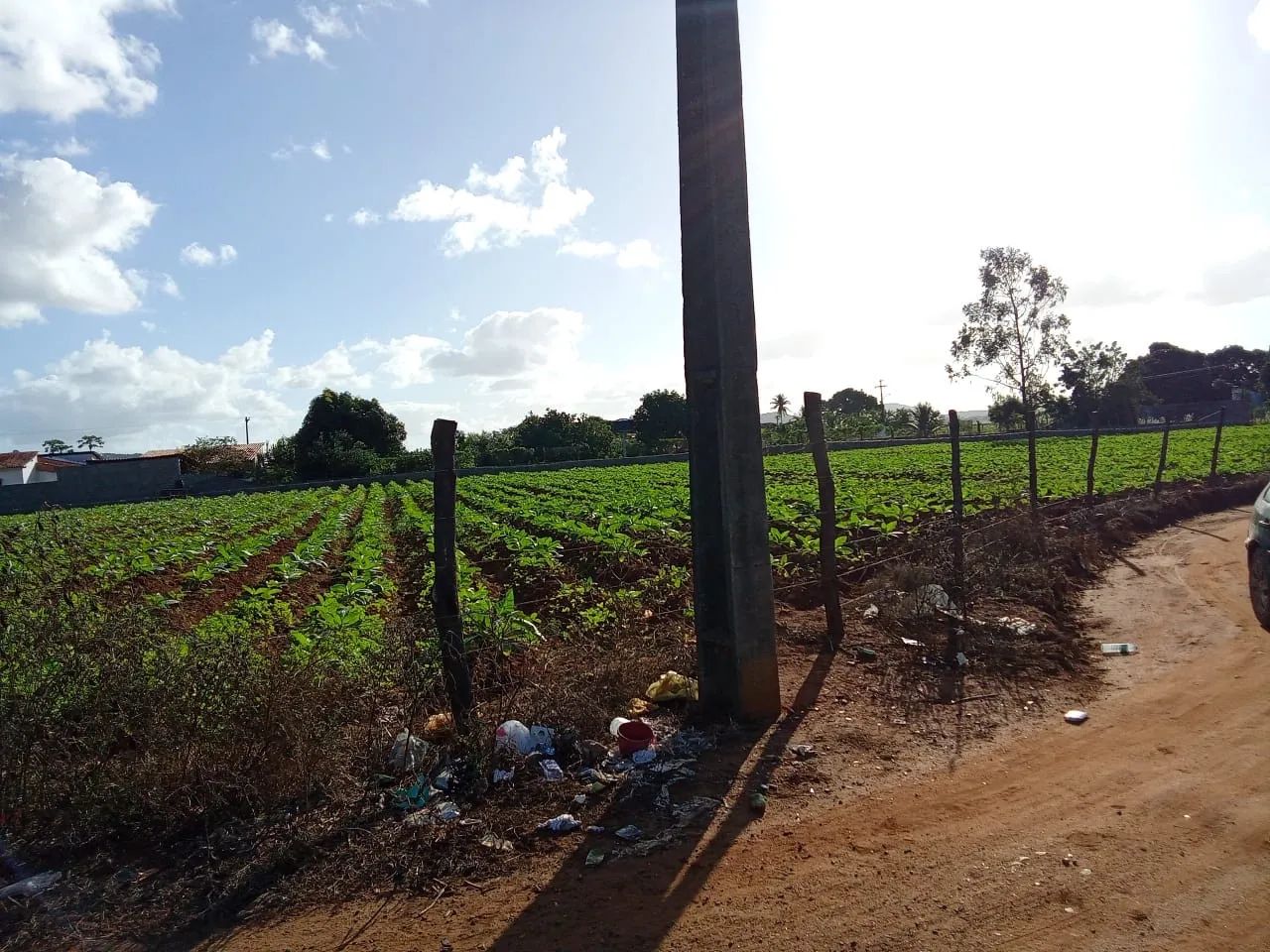 Terreno no sítio oitizeiro a 6km de Arapiraca - Foto 4