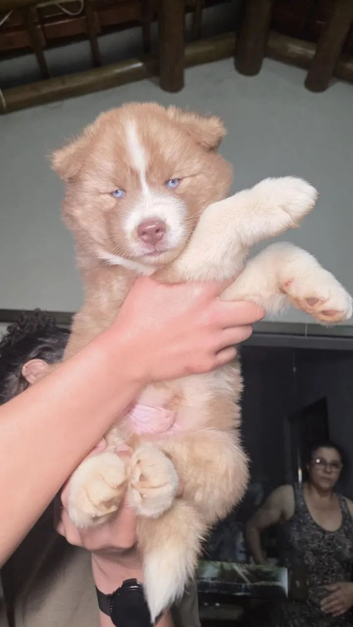 husky siberiano  - Foto 2