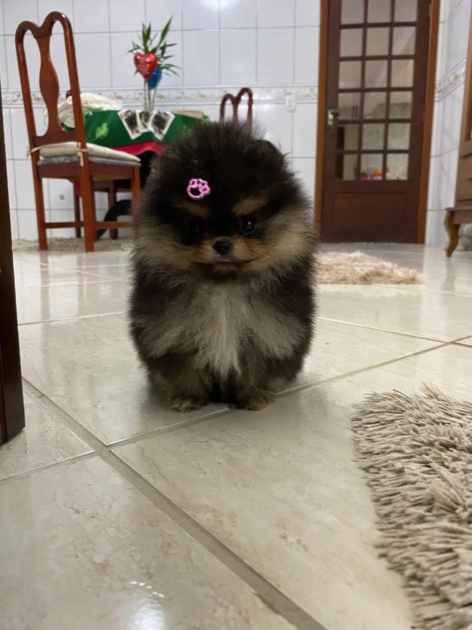 Spitz alemão anão ursinho - Foto 2