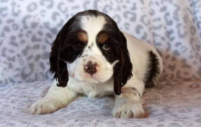 Cocker Spaniel caramelo com pedigree