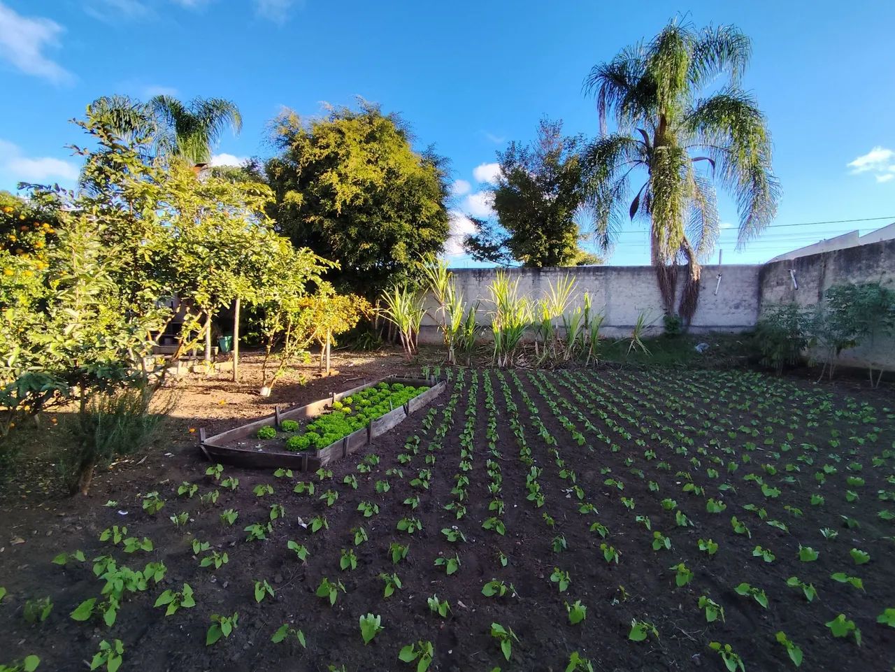 Terreno 243m2 Pinheirinho  - Foto 3