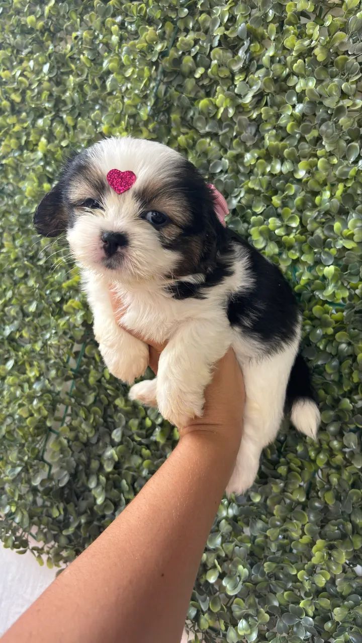 Shihtzu macho e fêmea  - Foto 4