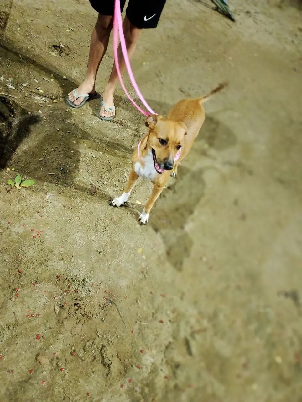 Estou doando essa cachorrinha - Foto 5