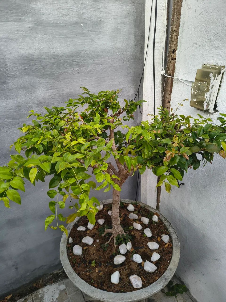 Bonsay de Jaboticaba com mais de 10 anos por apenas 2000 vale mais de 3500 - Foto 3