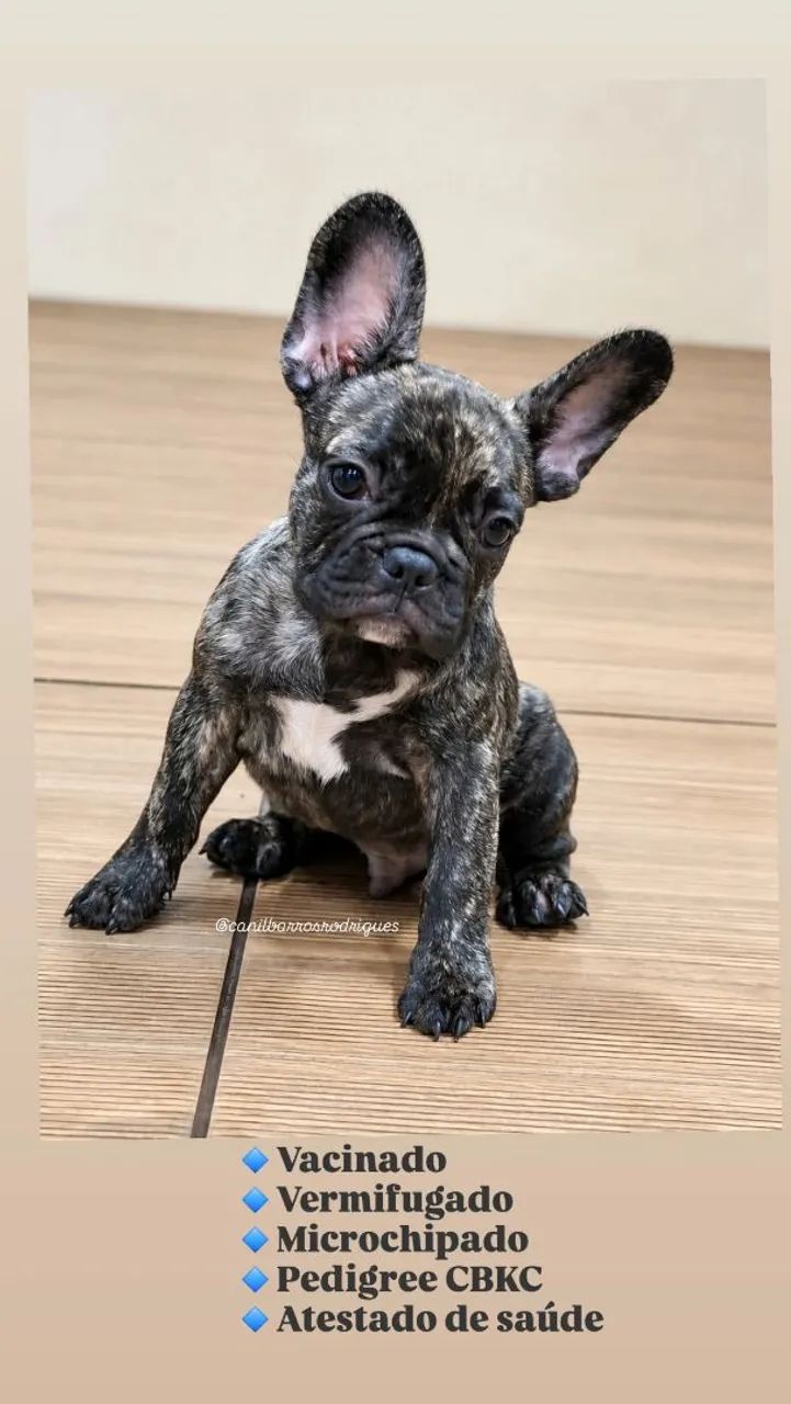 Bulldog  - Foto 3