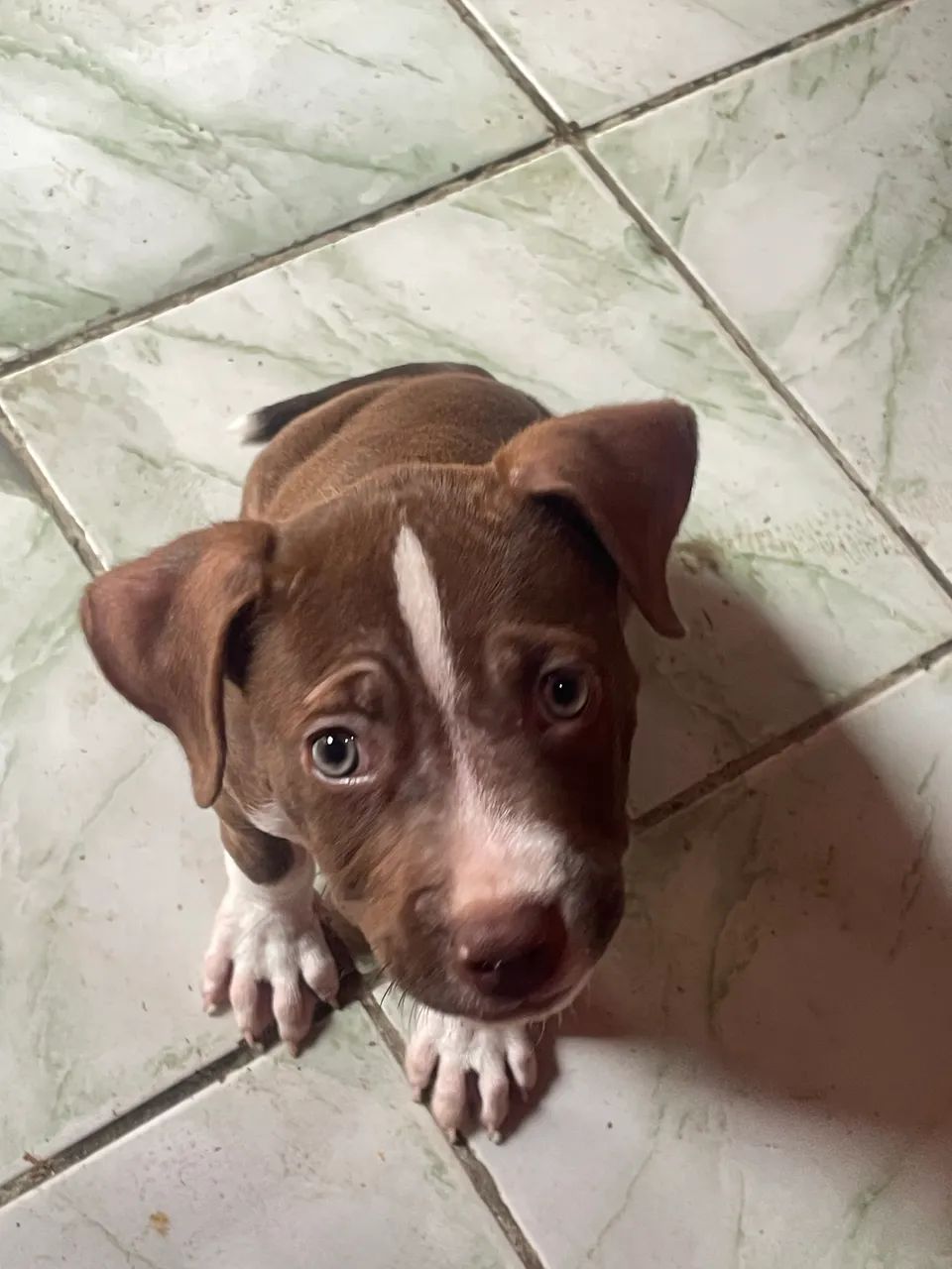 Pitbull filhote 2 meses  - Foto 3
