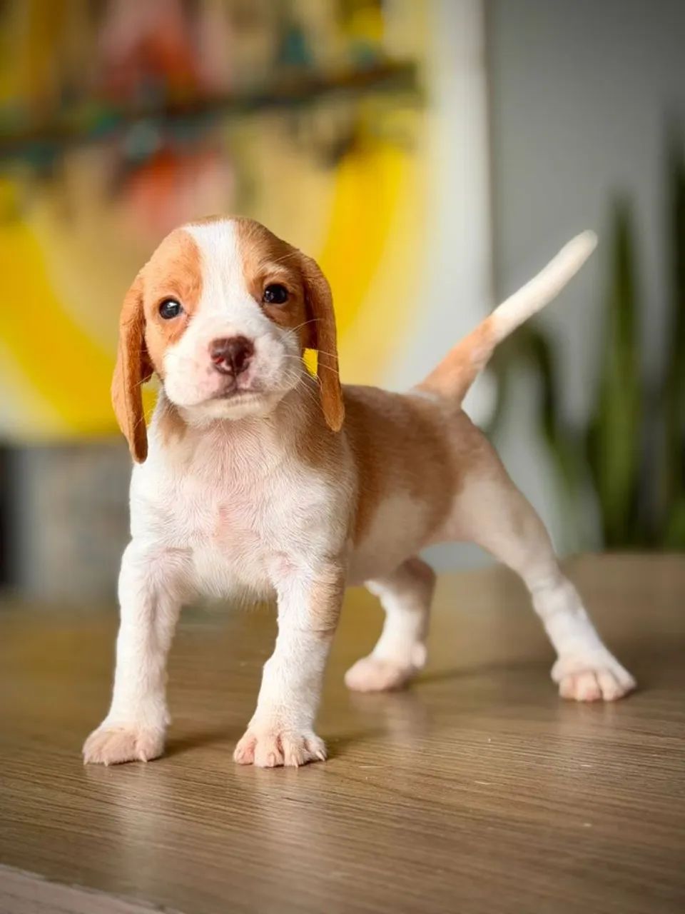 Mini beagle 