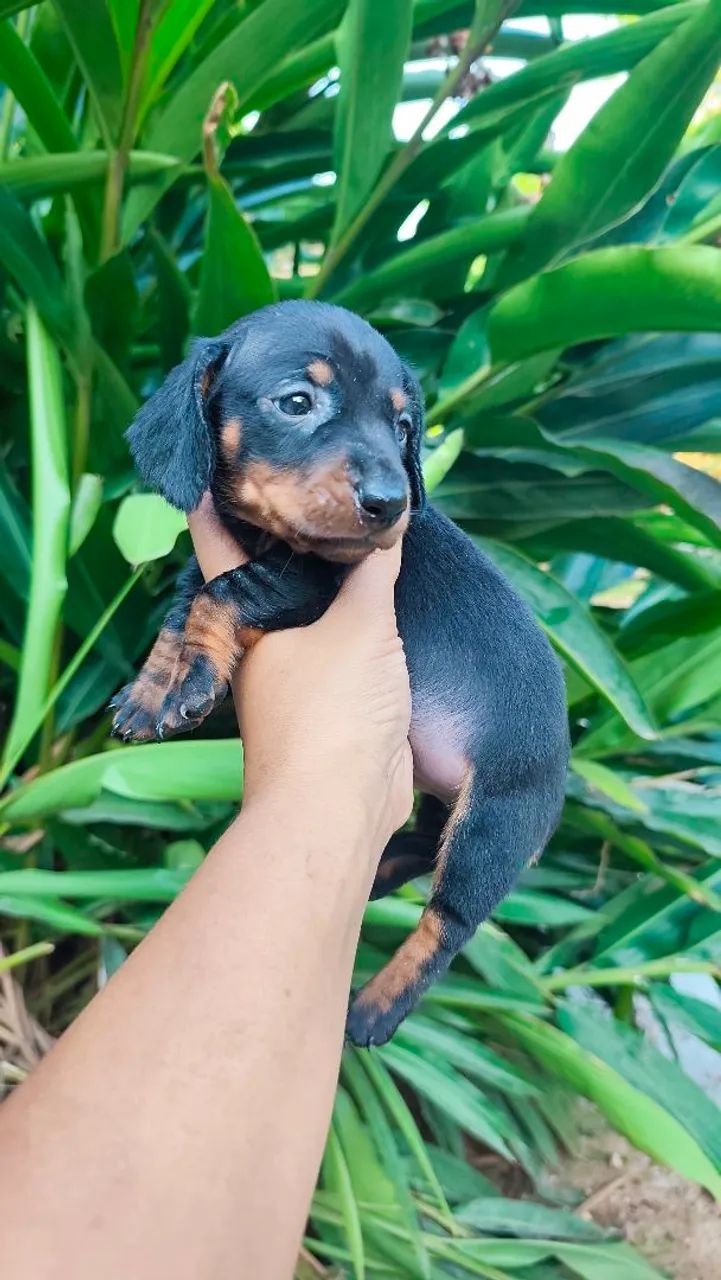 Casal de dachshund  - Foto 4