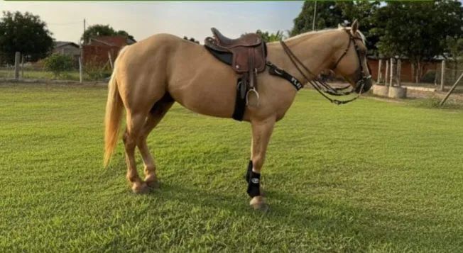 Cavalos