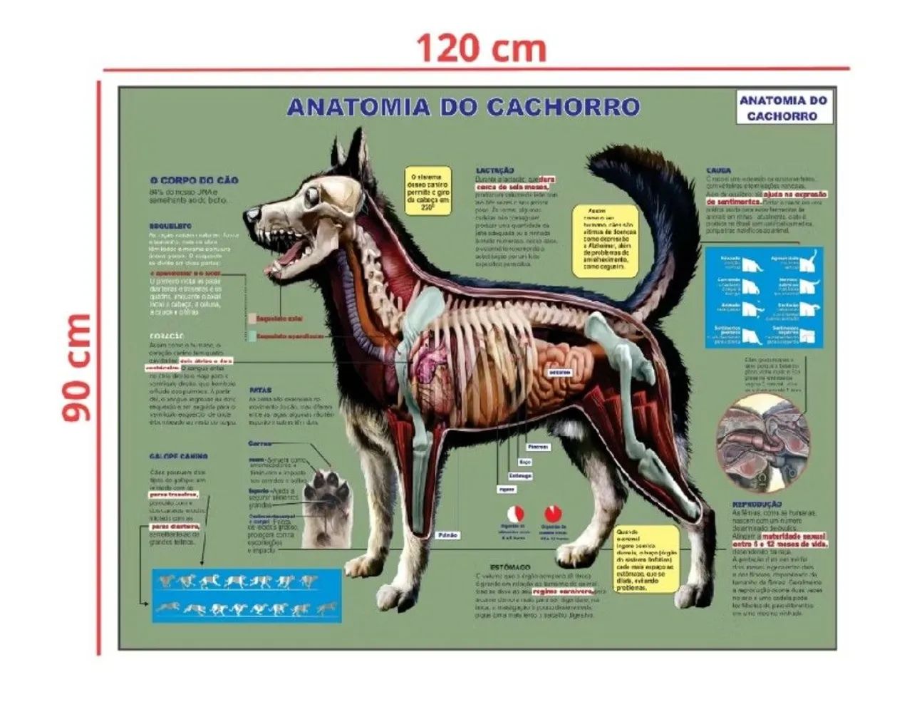 Mapa de Anatomia do Cão - Material Didático - Foto 2