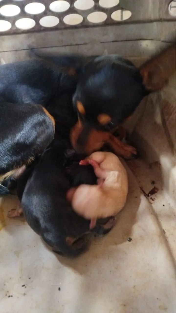 Cachorro