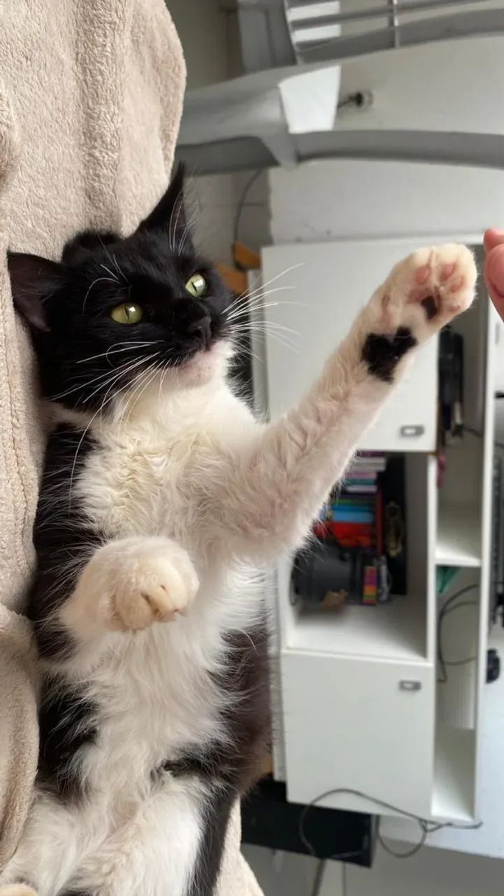 Doação de gato - Foto 4