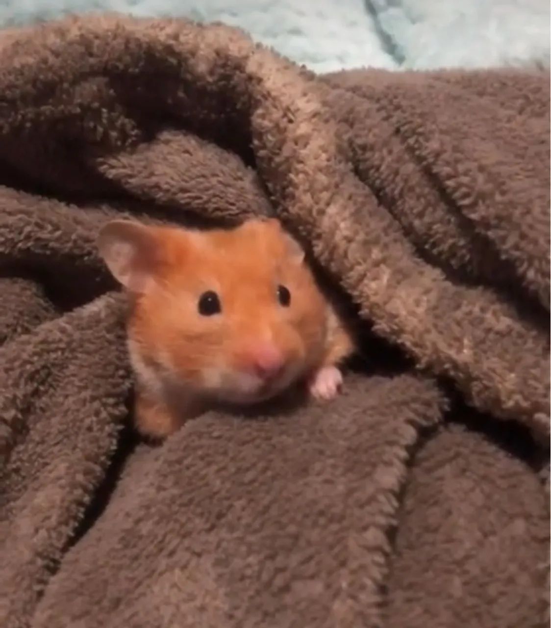 Hamster anão