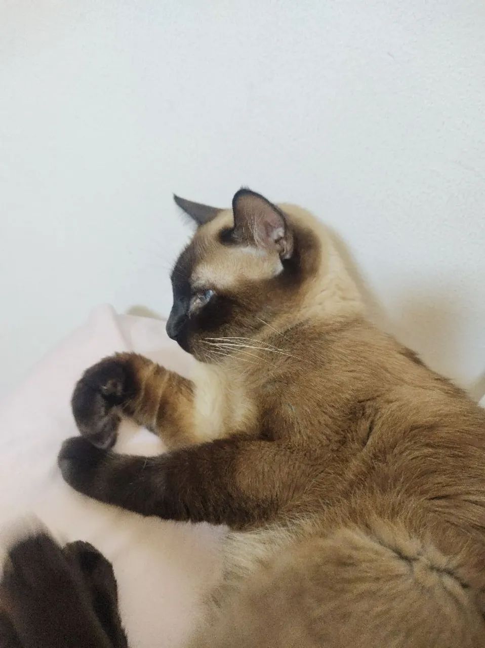 Adoção responsável - Foto 3