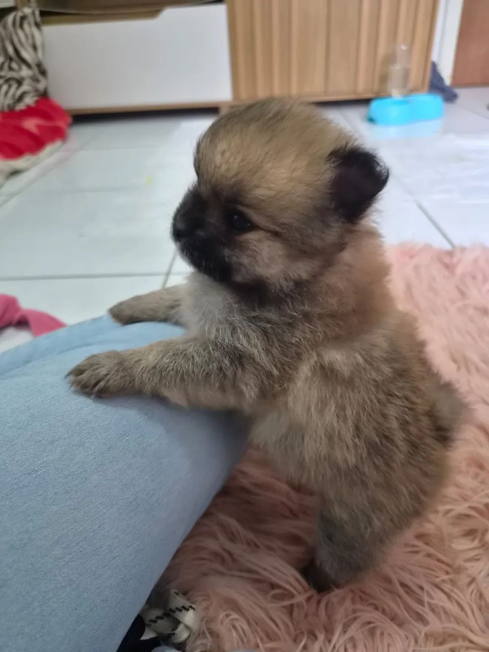 Lulu da Pomerania  - Foto 5