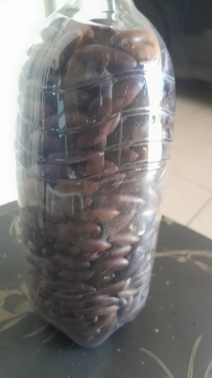 Castanha de Baru - Foto 2