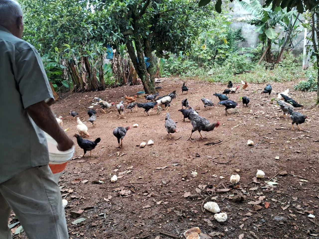 Aves - Foto 5