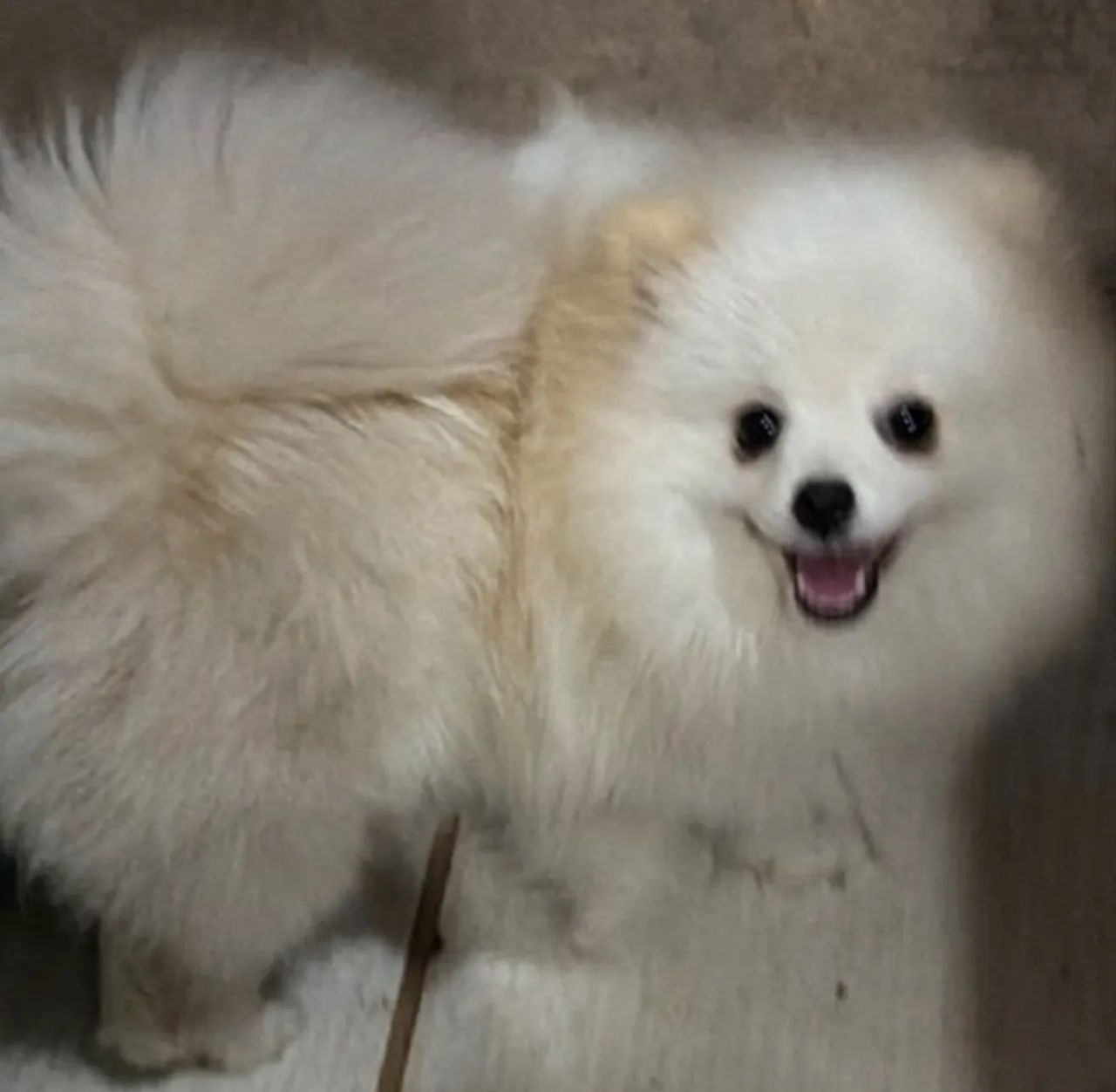Spitz alemão  - Foto 2