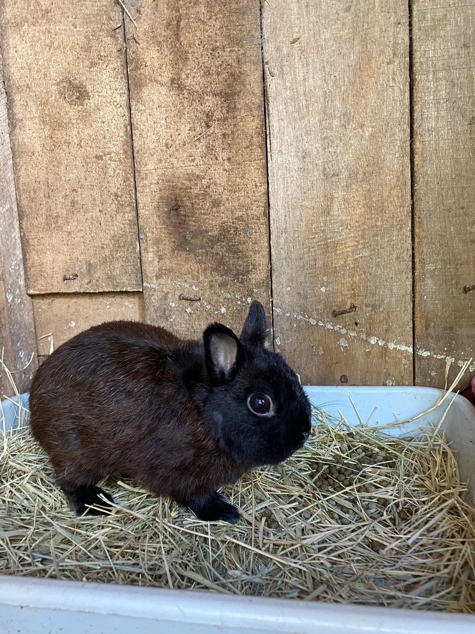 Coelho Macho Netherland padrão Dwarf - Foto 2