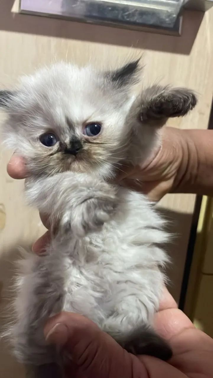 Gato Persa - Foto 4