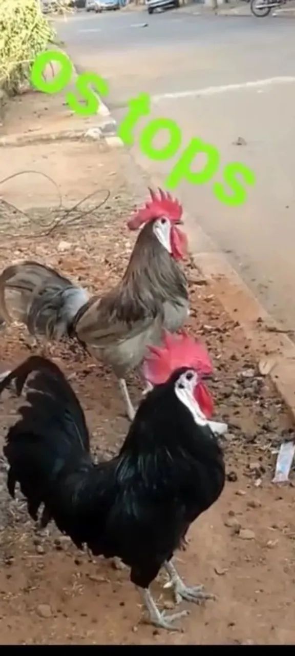Pintinhos franguinhos galinhas e galos  ovos galados da raça espanhola cará de palhaço 