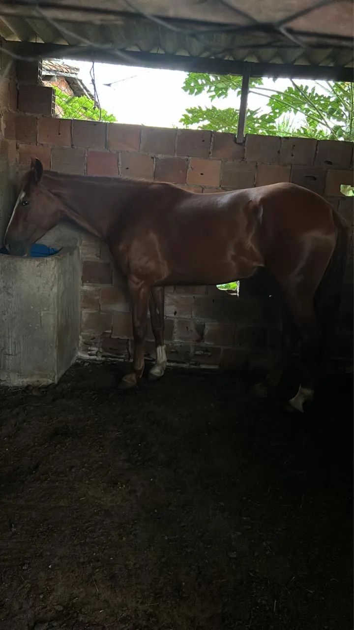 Égua nova de picado  - Foto 2