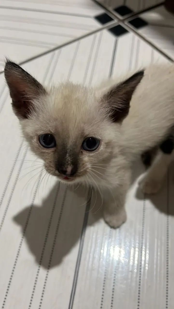 Filhotes de gato  - Foto 4
