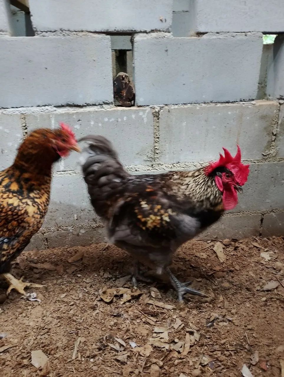 Venda de pintinho de codorna e galinha - Foto 2
