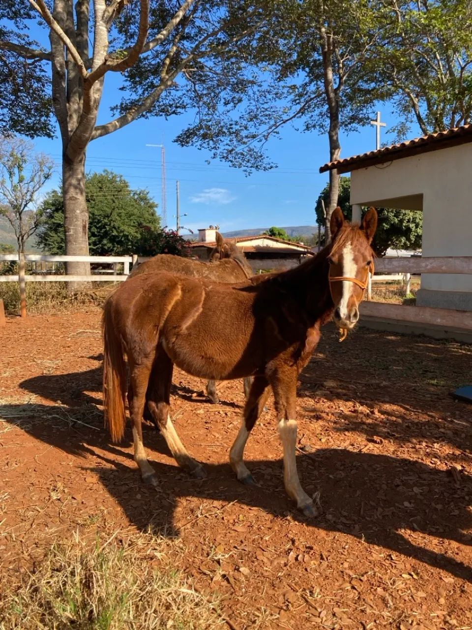 Potra Quarto de Milha Pura 