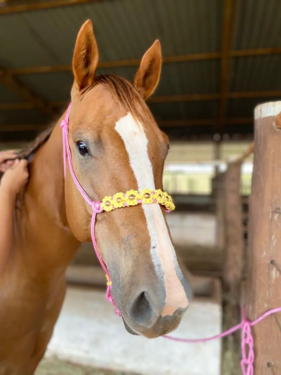CABRESTOS ARTESANAIS PARA CAVALOS E POTROS - GP Traias - Foto 5