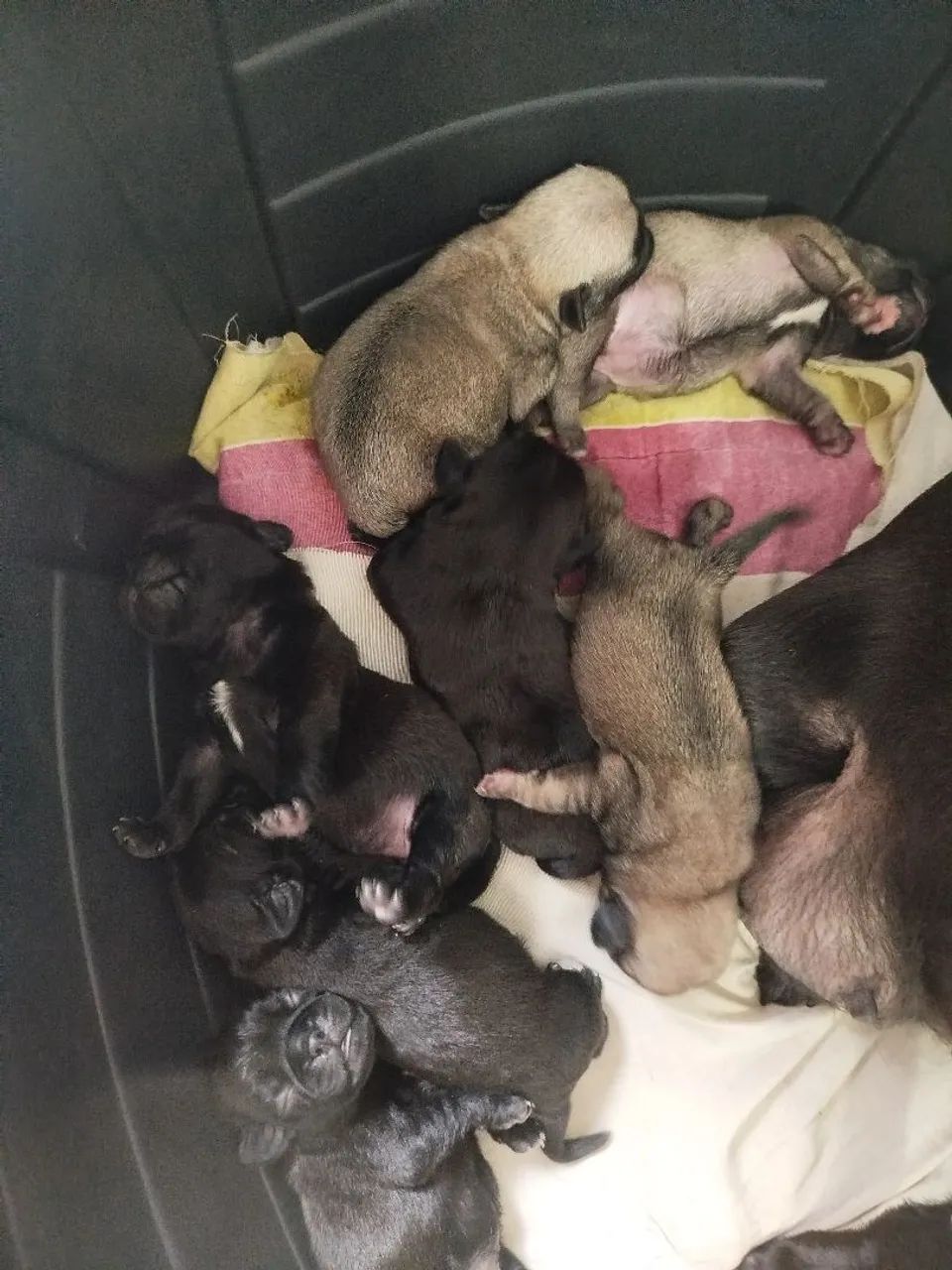 Filhotes de Pug 