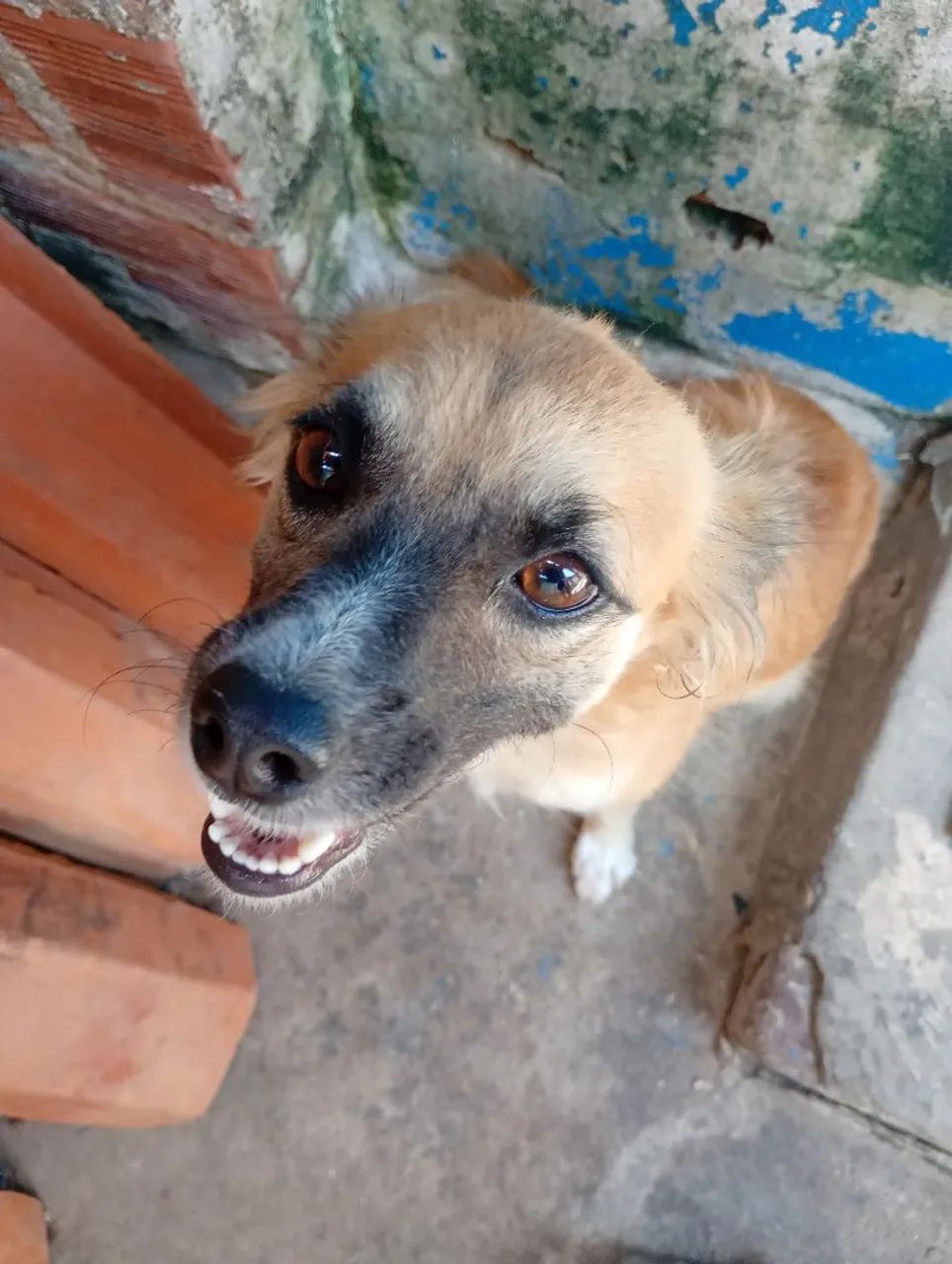 Casal de Cães para Doação 
