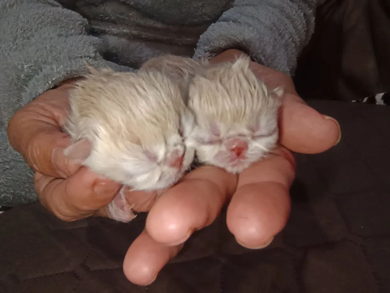 Gato persa - Foto 3