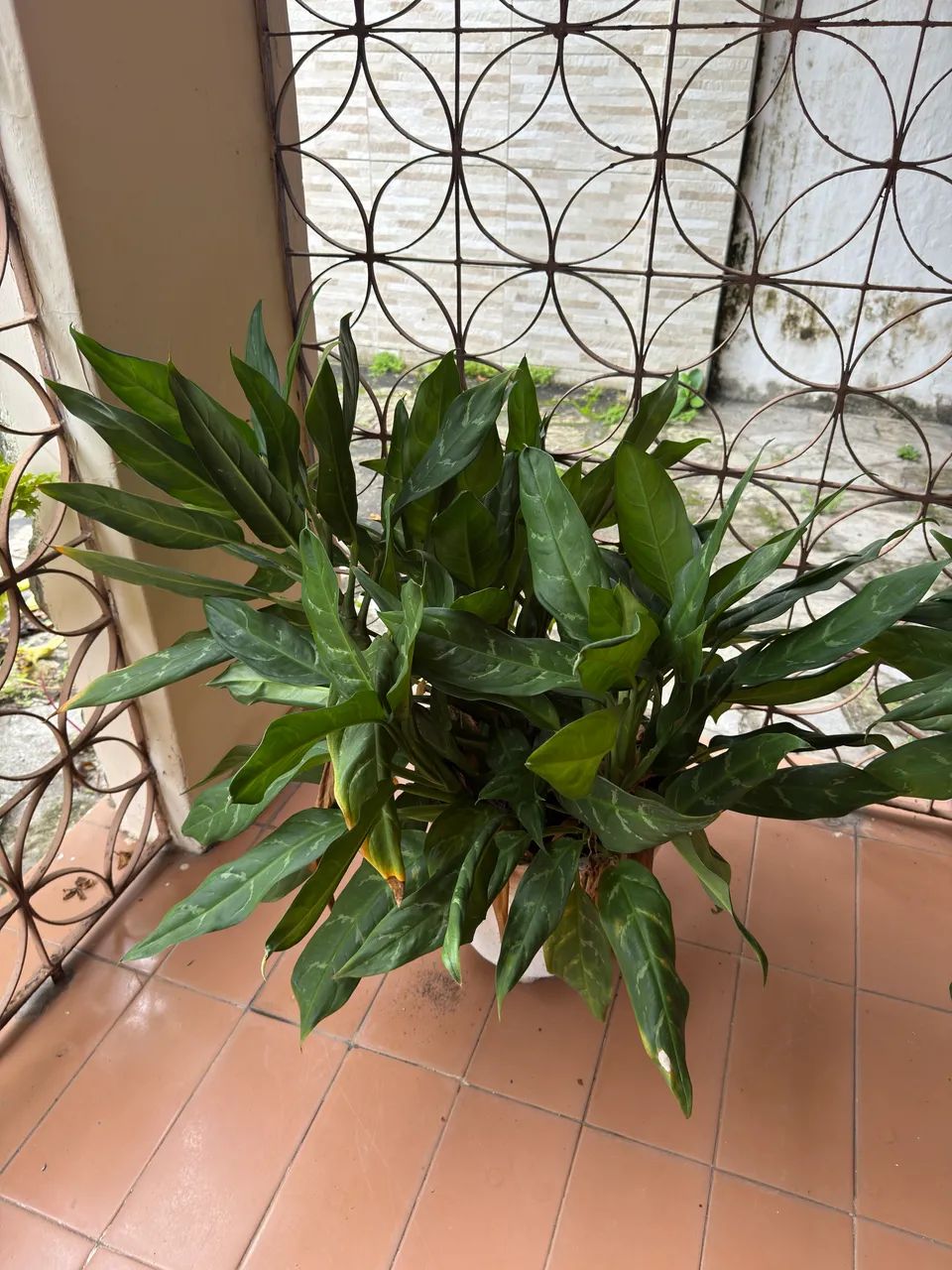 Plantas variadas com vaso incluso ! 