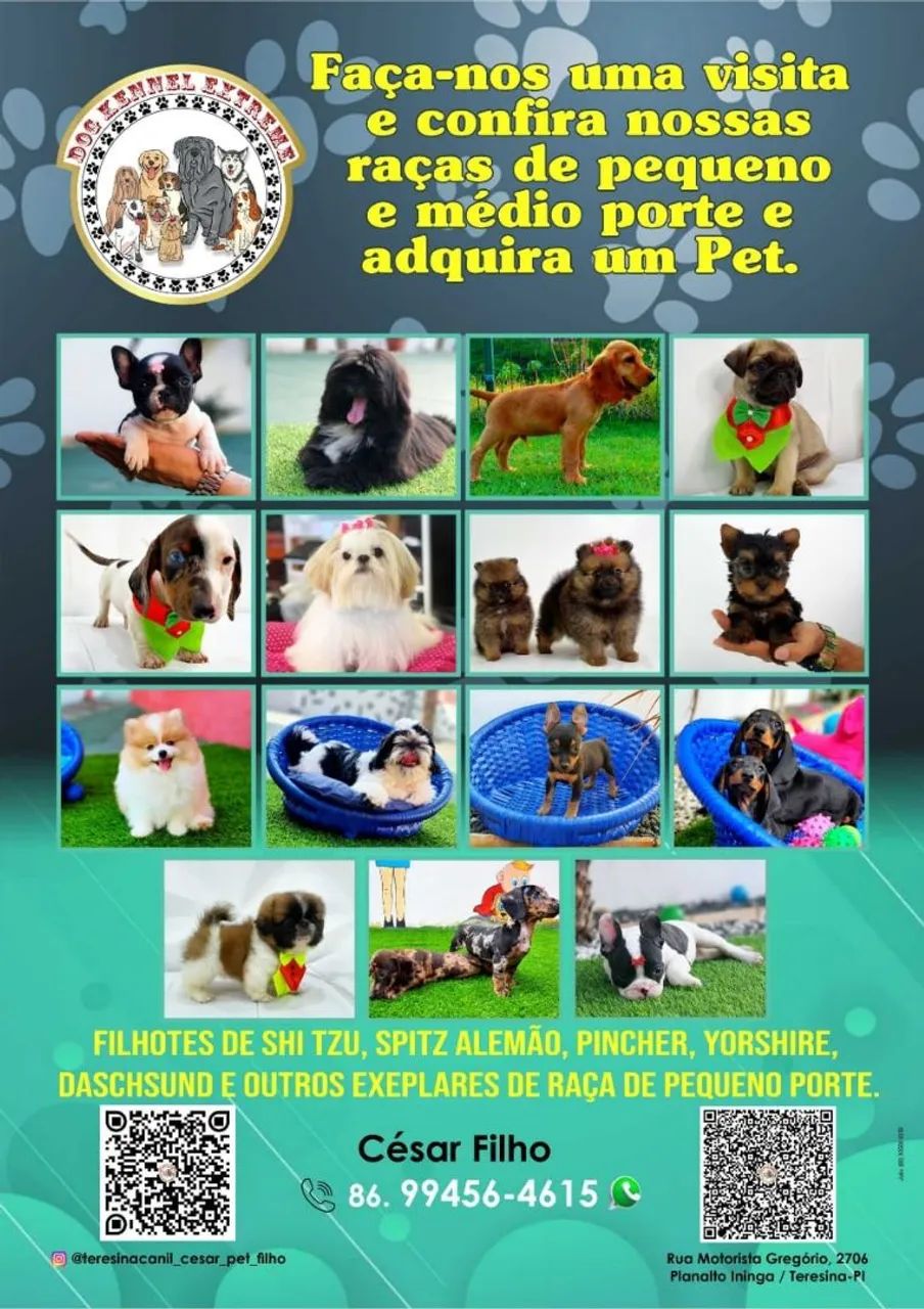 Gato Persa disponíveis, Canil e Gatil Legalizado para venda de cães e gato em Teresina-PI  - Foto 6