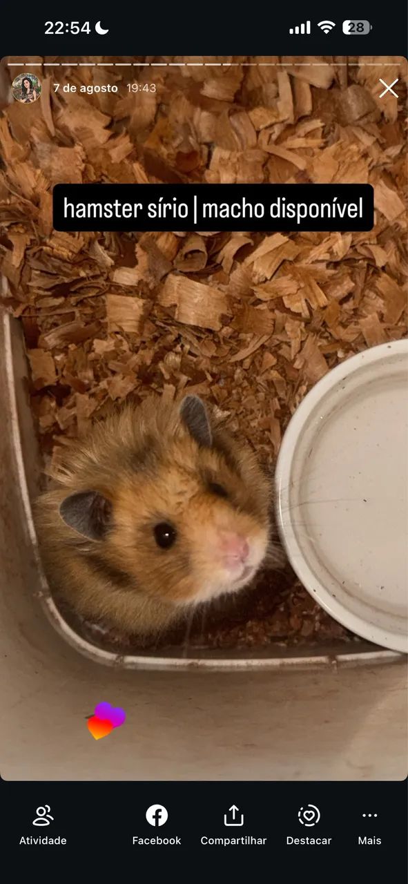 Hamster Sírio | @tocadosfavoritos