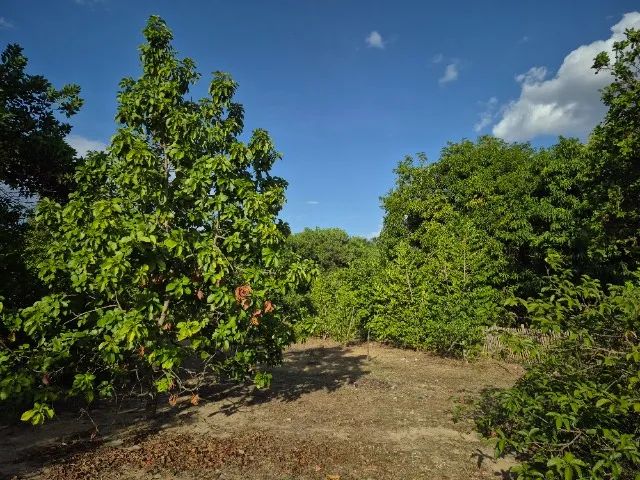 Terreno de chácara  - Foto 5