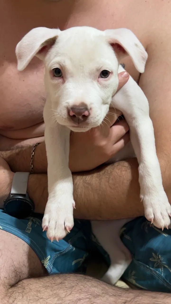 Cachorro  - Foto 4