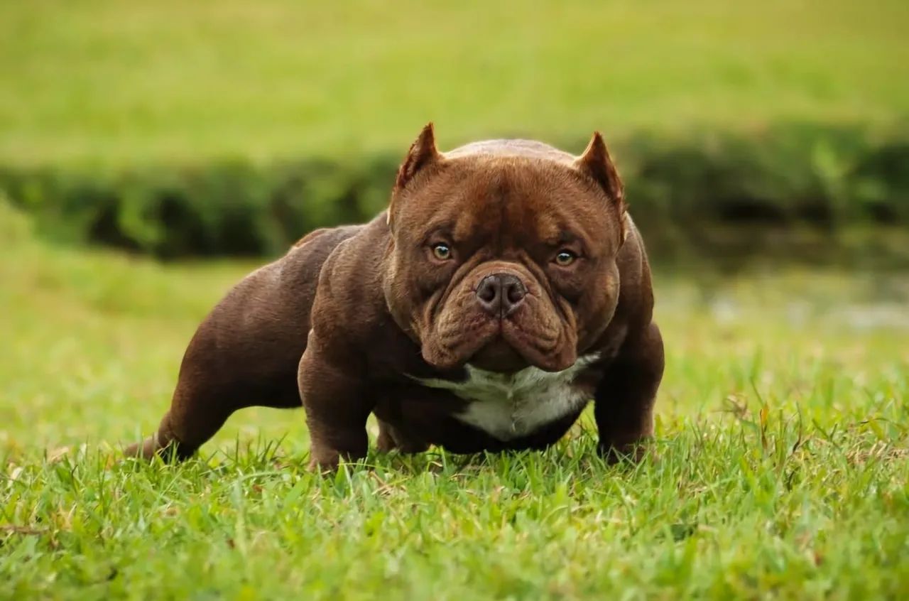 American bully