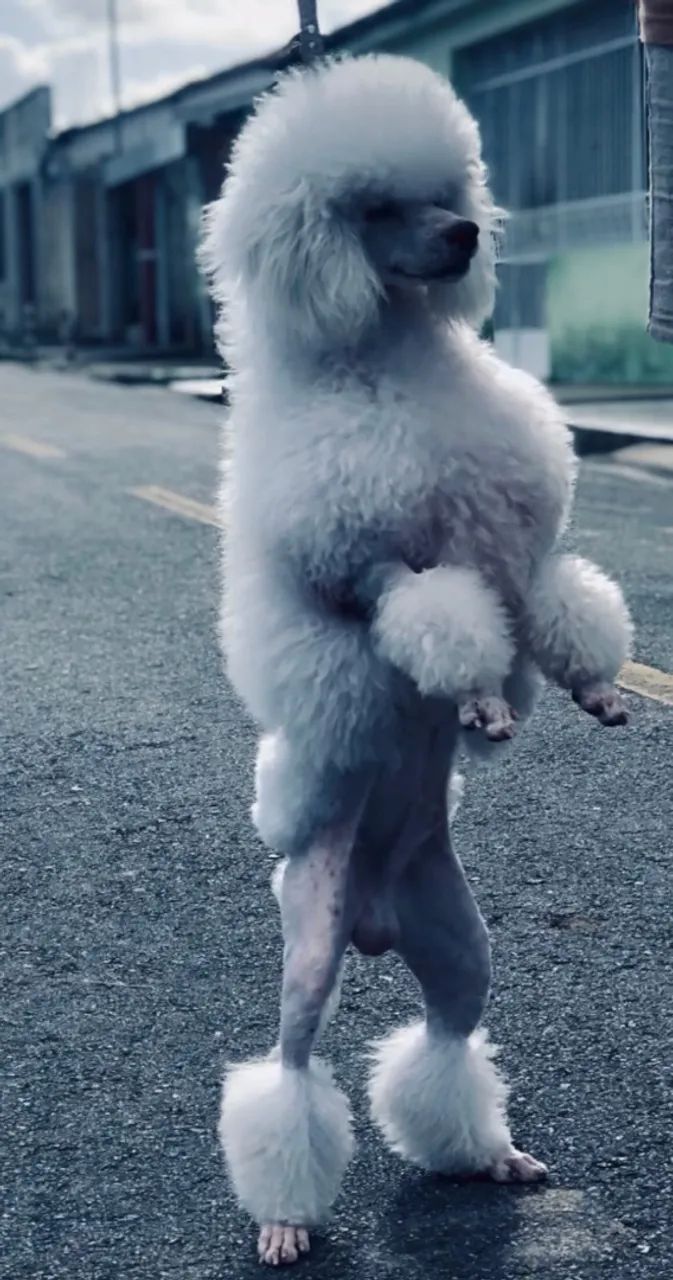 Poodle toy macho com pedigree