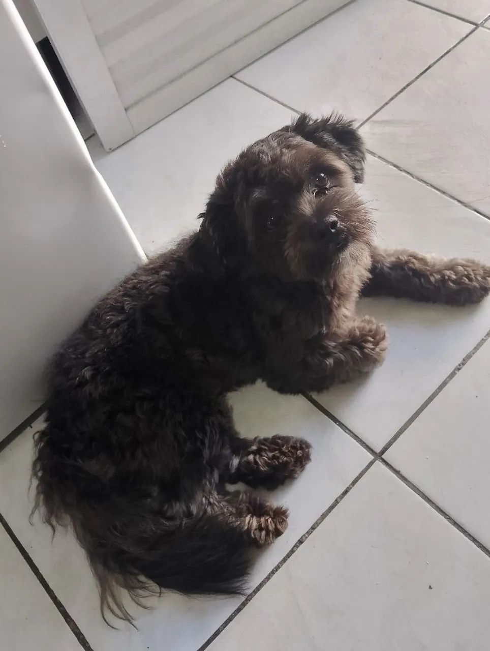 Vendo cachorro 