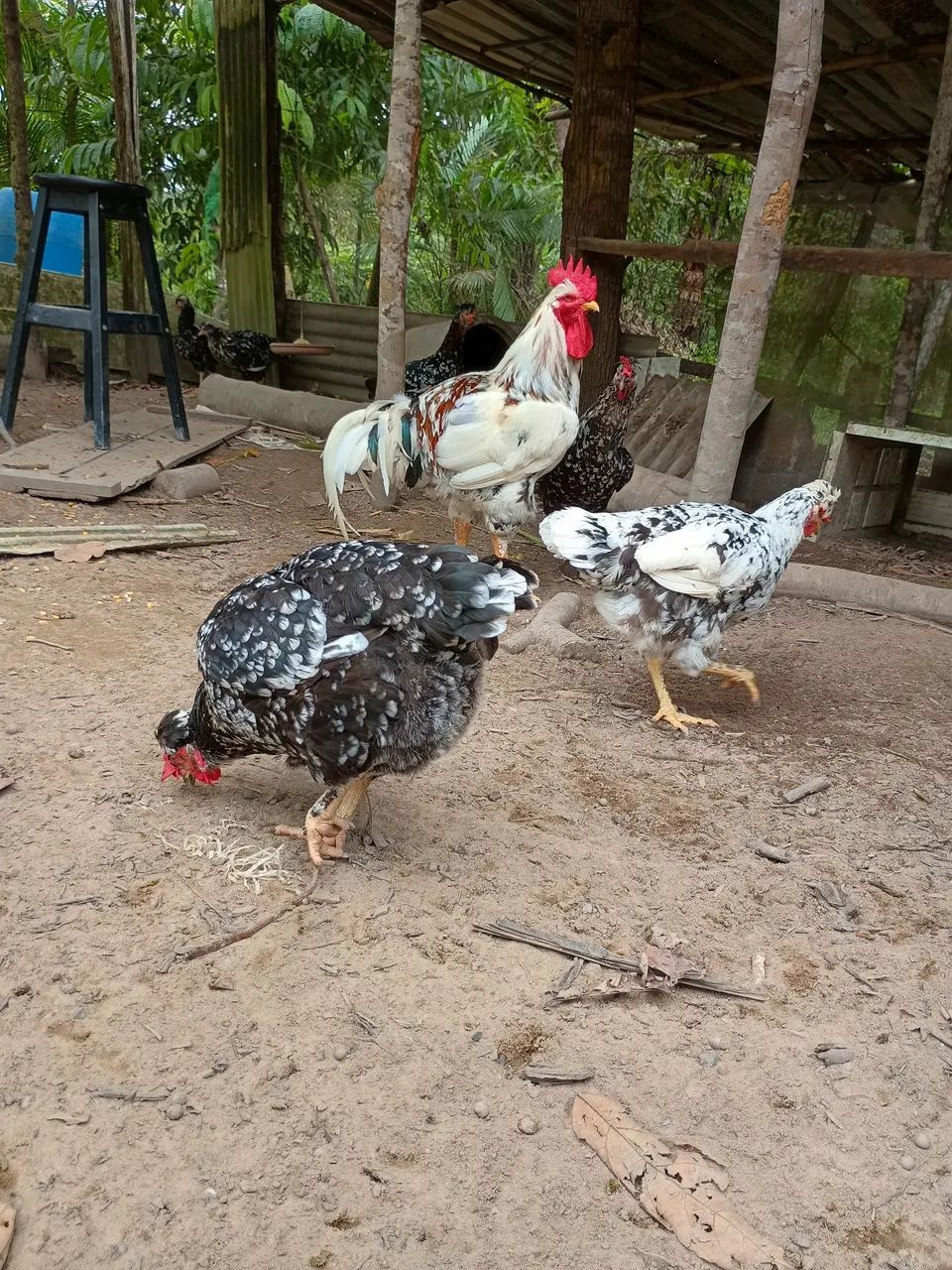 Vende se pintinhos de GSB balão  - Foto 6